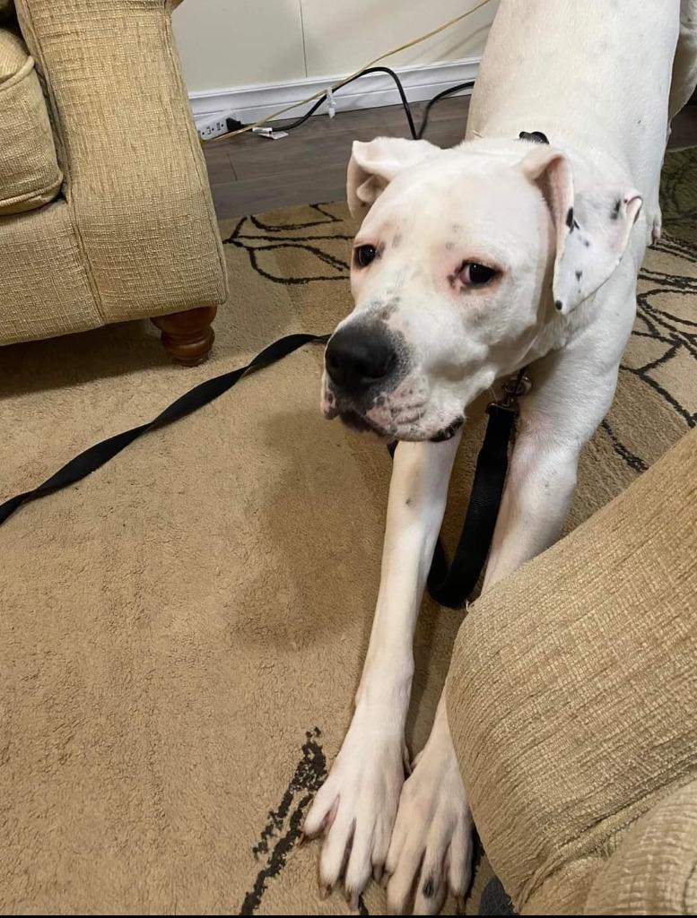 Bea, a Adoptable Dogo Argentino in Toronto, ON image 6/6