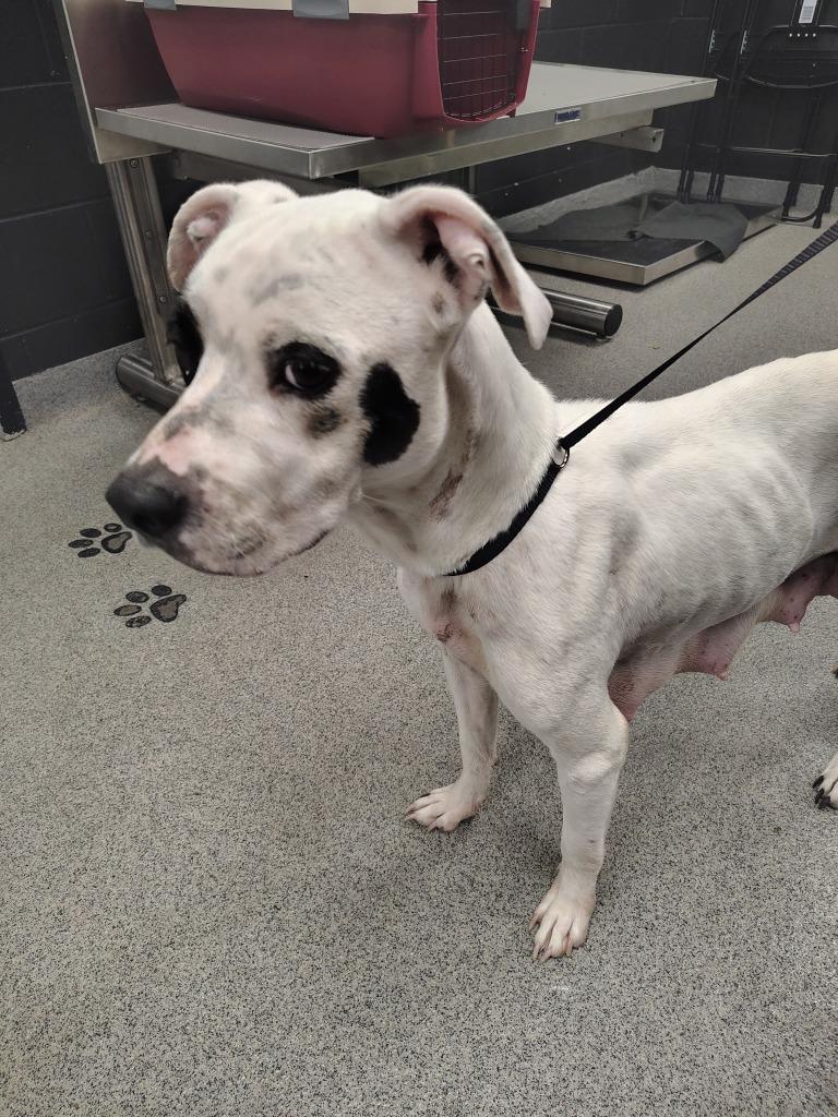 HOTDOG, a Adoptable Pit Bull Terrier in Fremont, OH image 1/2