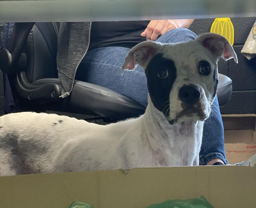 HOTDOG, a Adoptable Pit Bull Terrier in Fremont, OH image 2/2