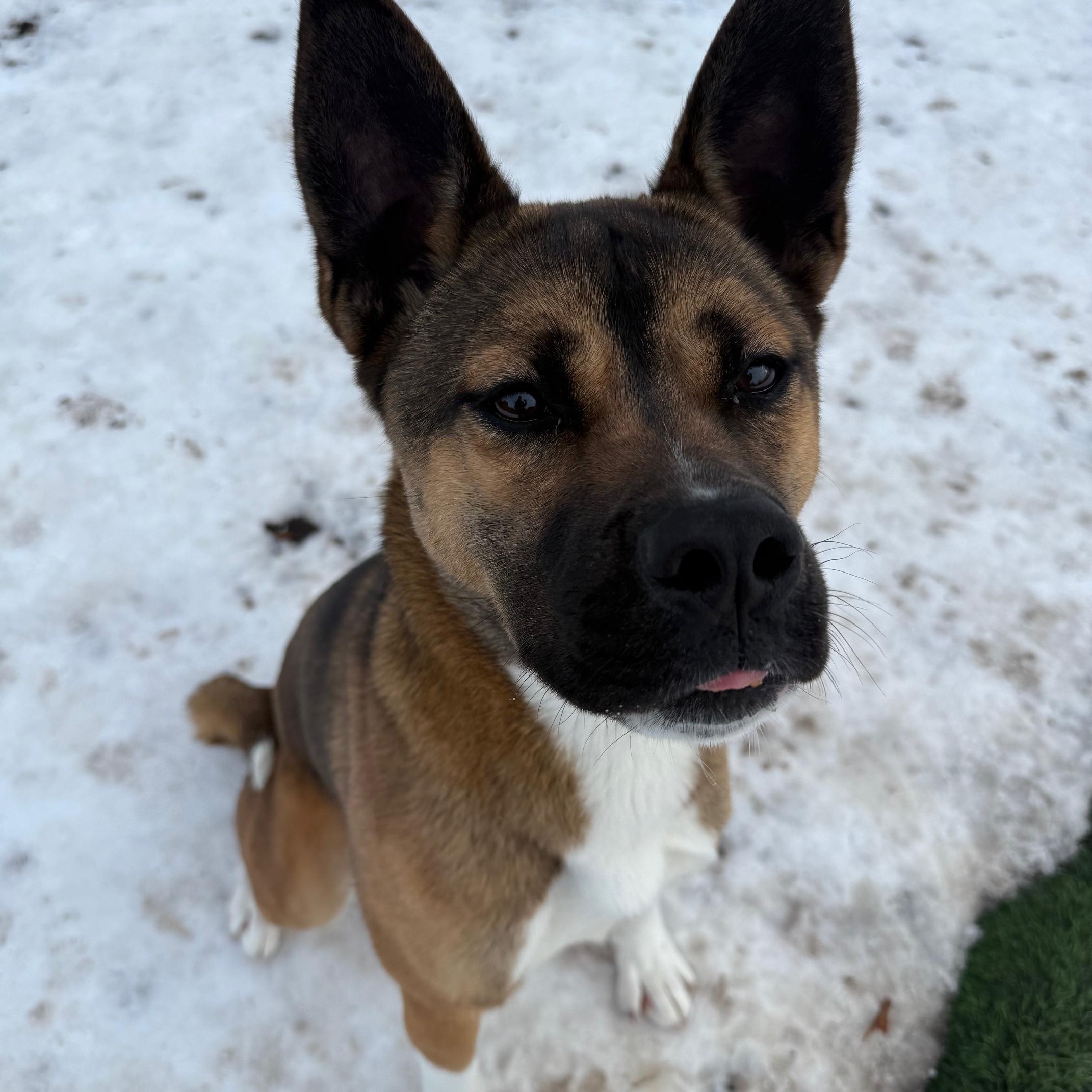Enlarge Zoey, a ADOPTABLE Akita in Canton, CT image 2/4