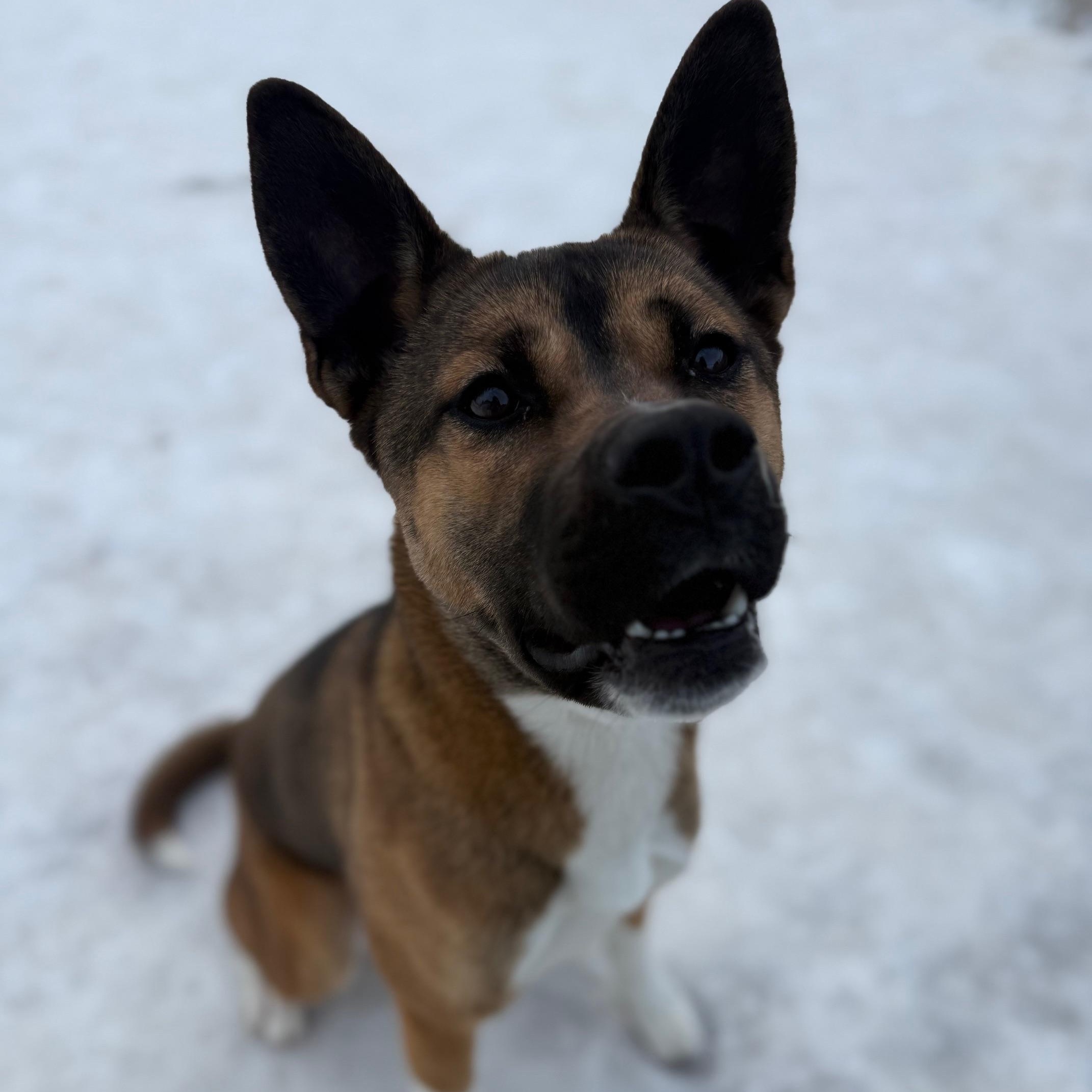 Enlarge Zoey, a ADOPTABLE Akita in Canton, CT image 3/4