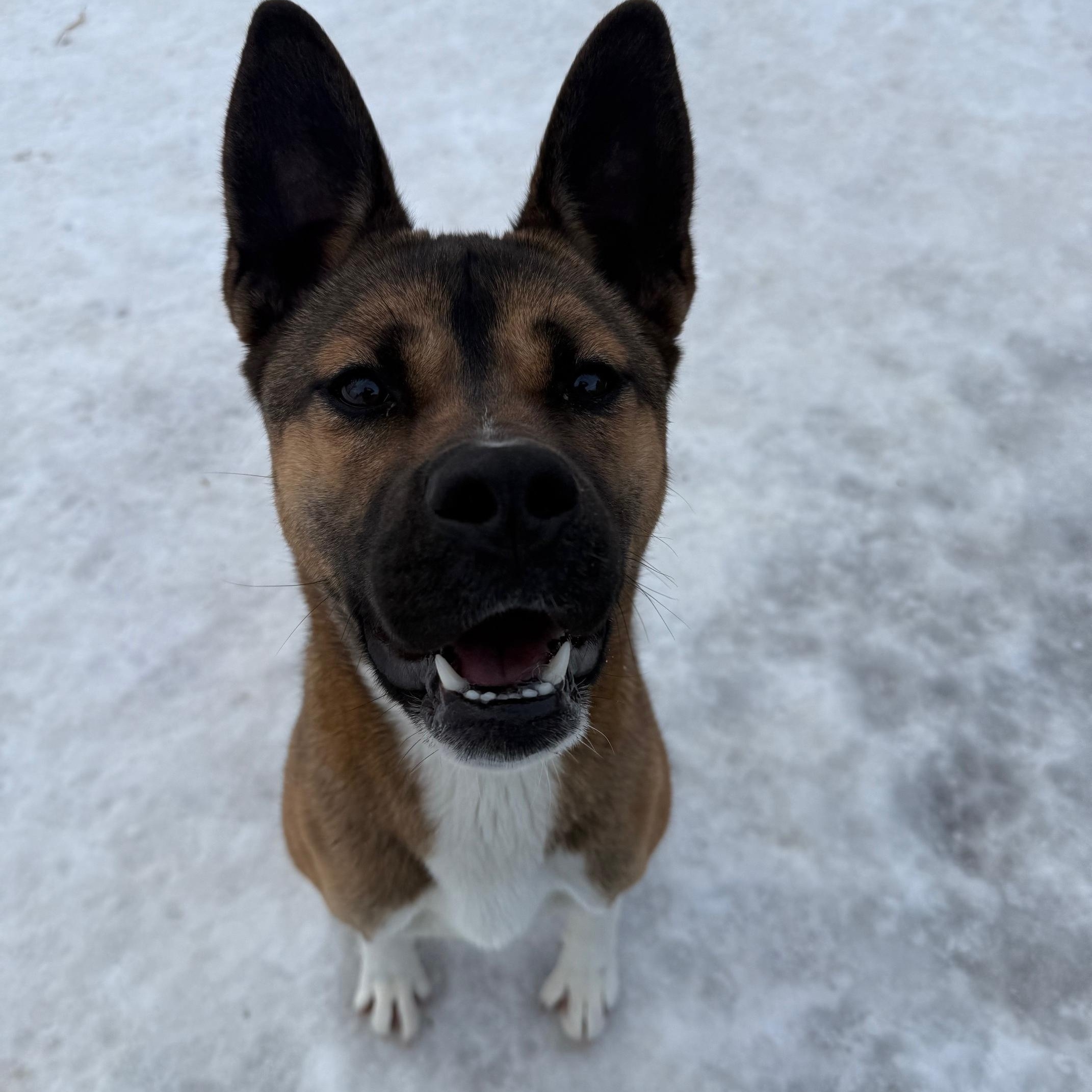 Zoey, ADOPTABLE, Young Female Akita.