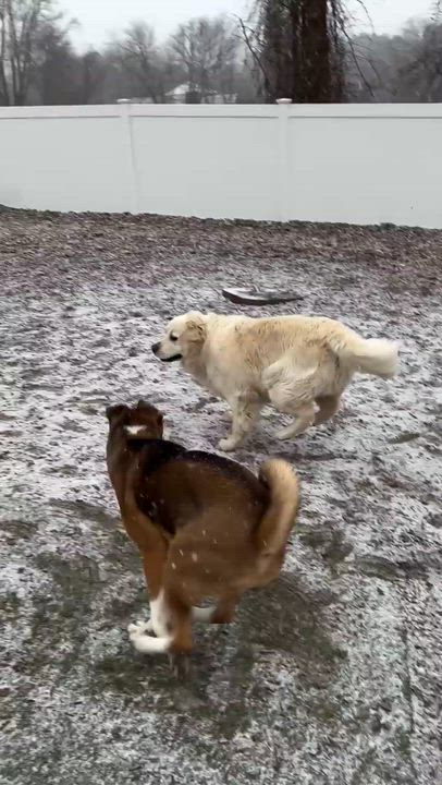 Enlarge Zoey, a ADOPTABLE Akita in Canton, CT video 4/4