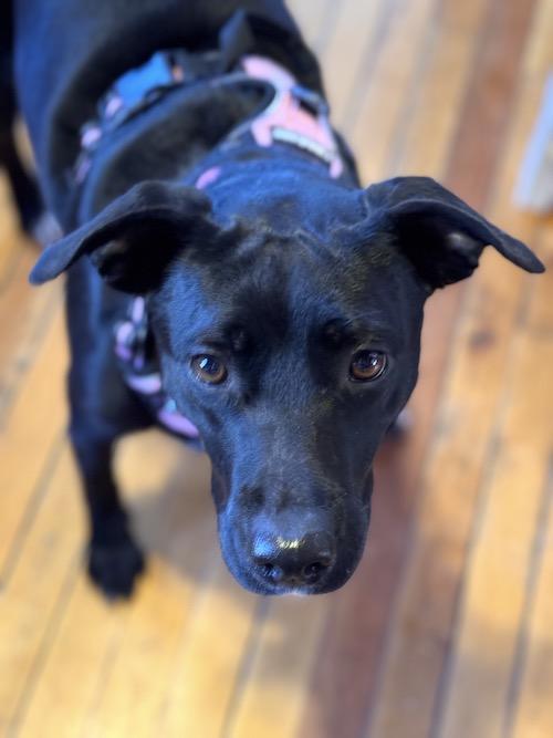 Ginger, ADOPTABLE, Young Female Whippet & Labrador Retriever.