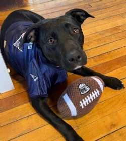 Ginger, ADOPTABLE, Young Female Whippet & Labrador Retriever.