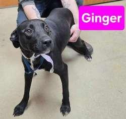 Enlarge Ginger, a ADOPTABLE mixed breed in Sudbury, MA image 2/2