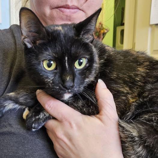 Siri, ADOPTABLE, Adult Female American Shorthair.
