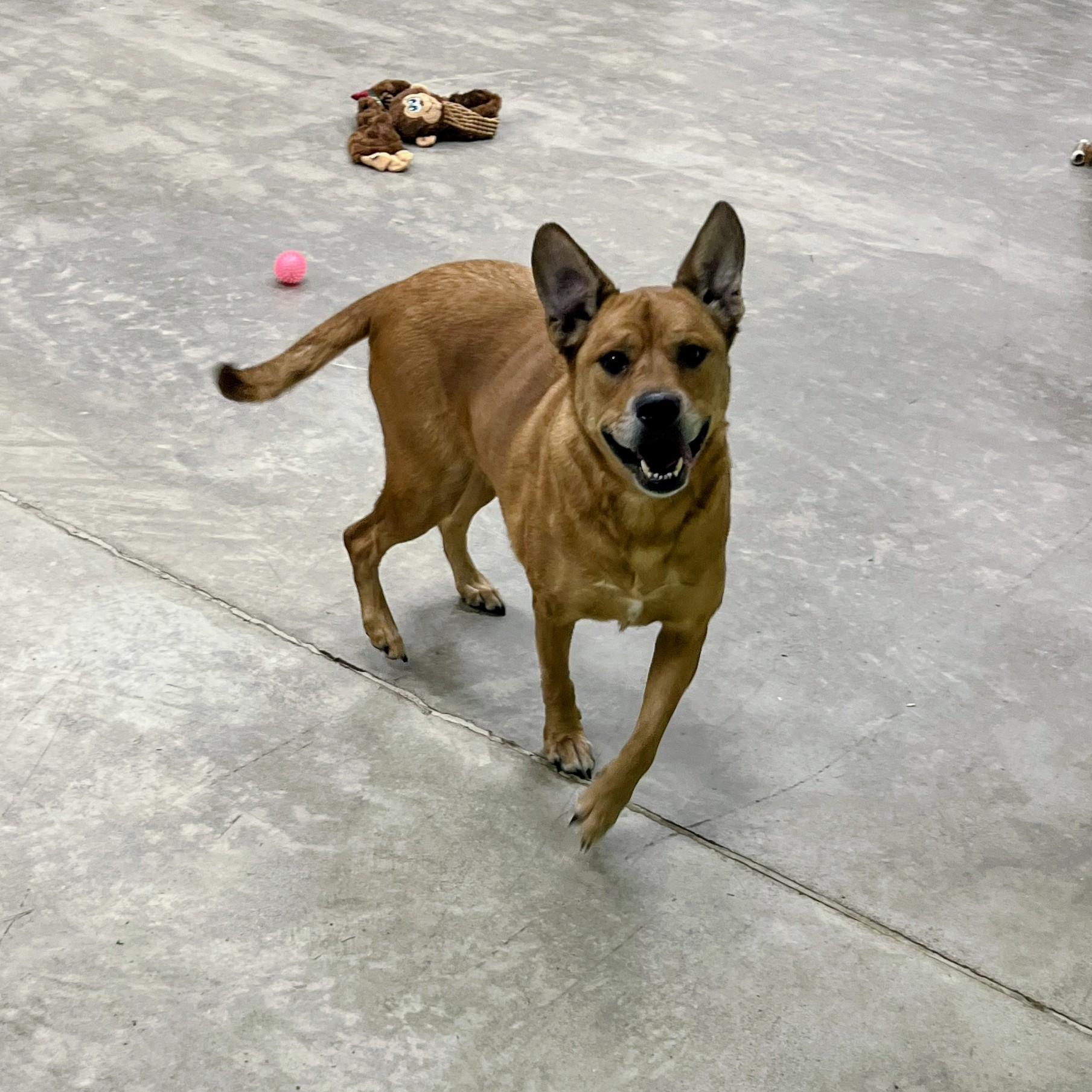 Enlarge Meet BAILEY-Your New Loyal SENIOR Best Friend, a Adoptable Mixed Breed in Archbold , OH image 4/4