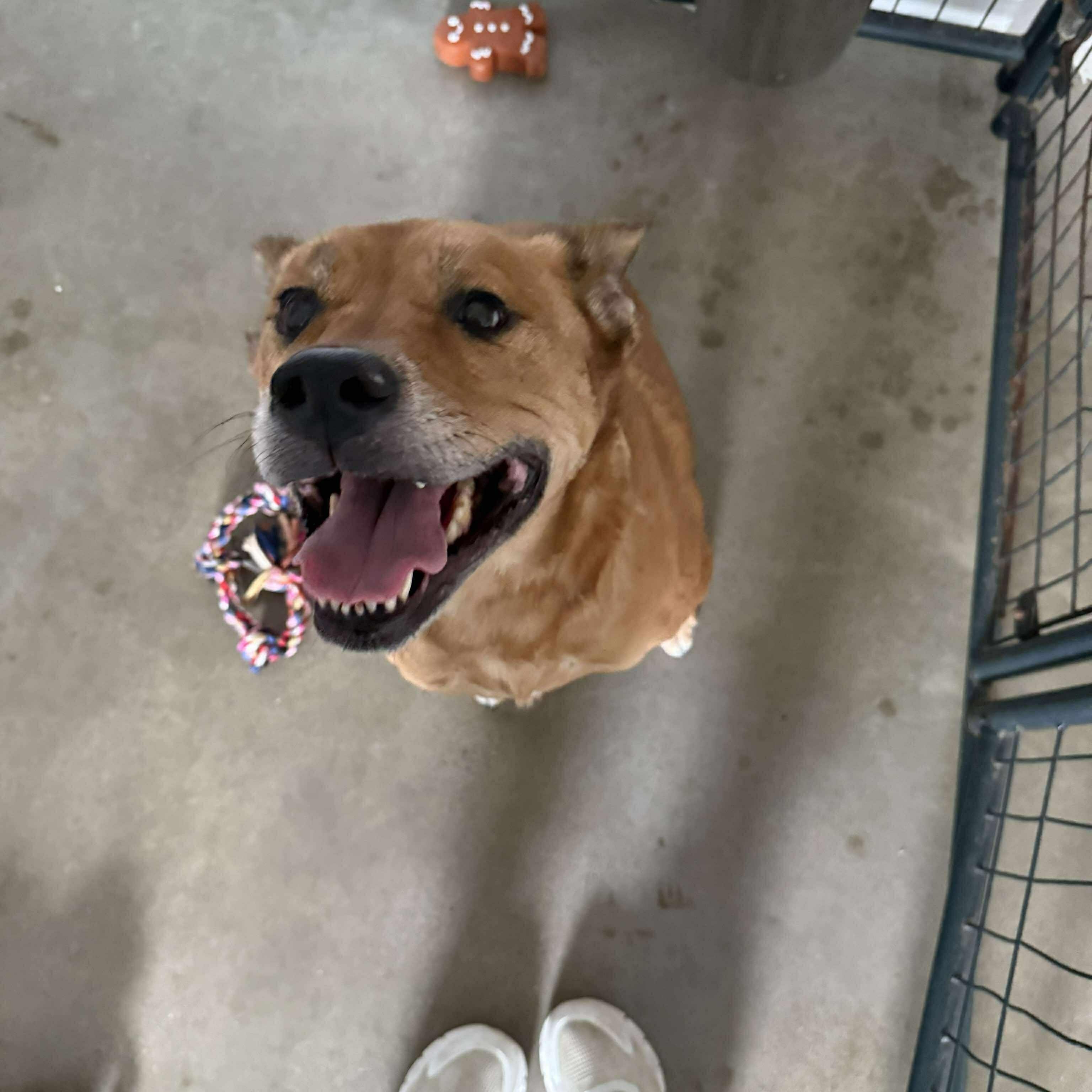 Enlarge Meet BAILEY-Your New Loyal SENIOR Best Friend, a Adoptable Mixed Breed in Archbold , OH image 2/4