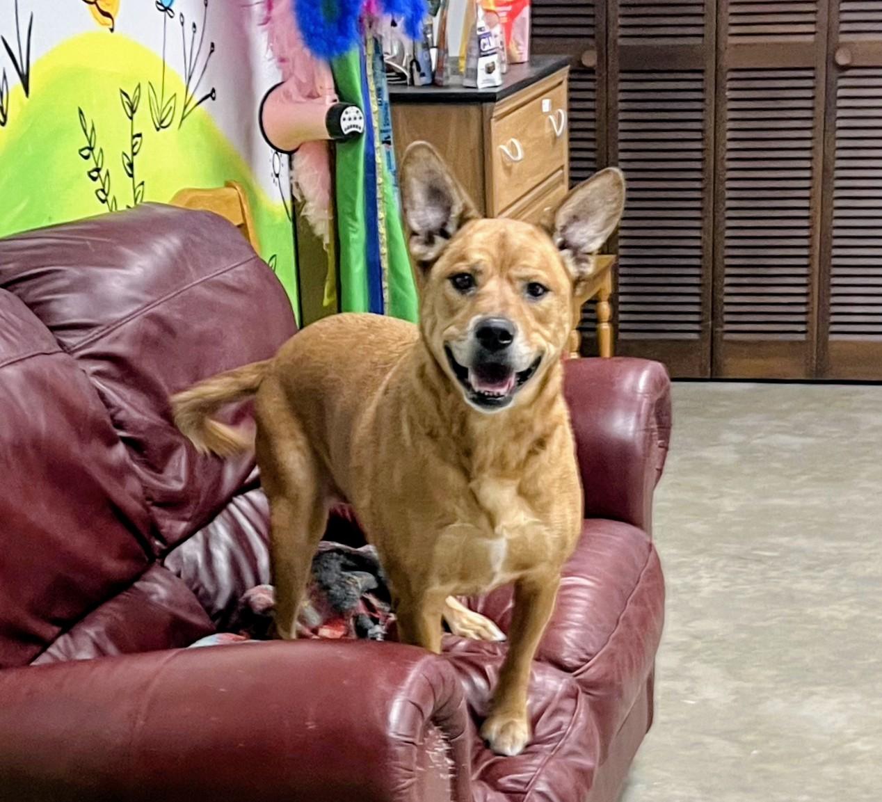 Meet BAILEY-Your New Loyal SENIOR Best Friend, Adoptable, Senior Female Mixed Breed.