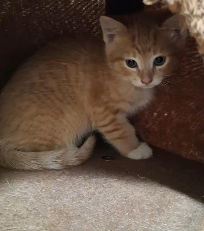 Enlarge Fern, a ADOPTABLE Domestic Short Hair in Monterey, VA image 4/4