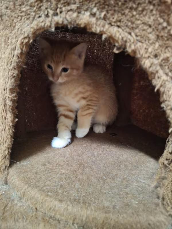 Enlarge Fern, a ADOPTABLE Domestic Short Hair in Monterey, VA image 2/4