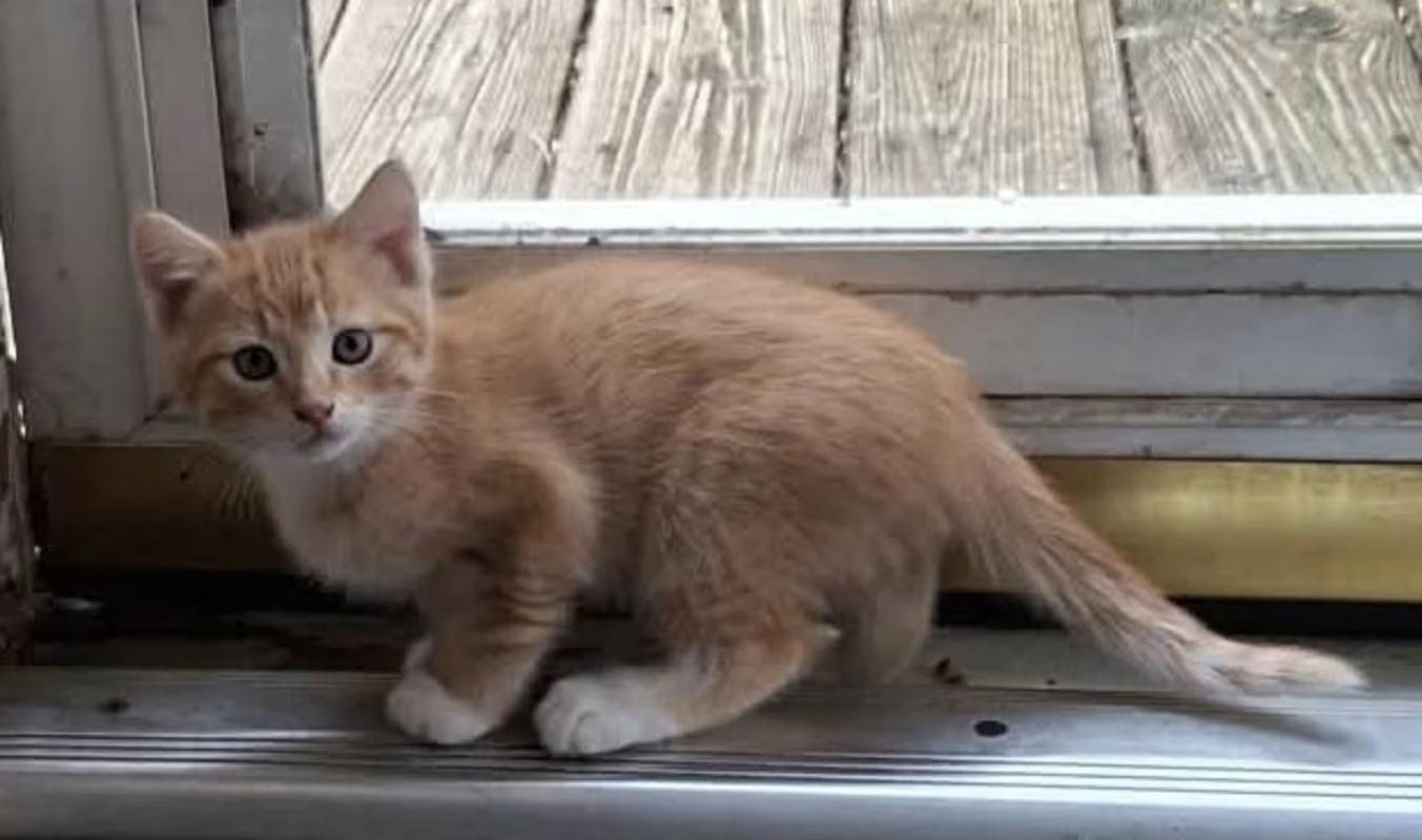 Fern, ADOPTABLE, Kitten Female Domestic Short Hair.