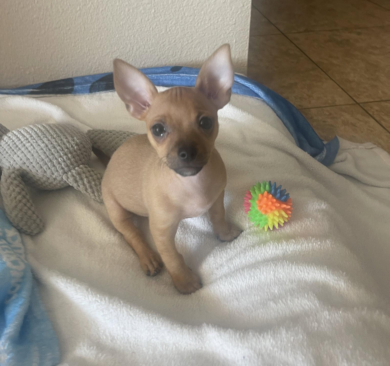 Indi, Adopted, Puppy Female Chihuahua.