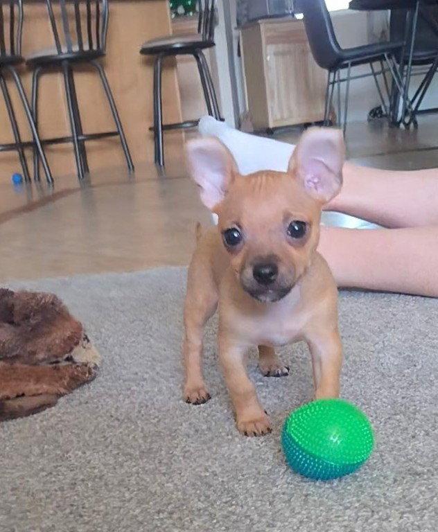 Enlarge Indi, a Adopted Chihuahua in Glendale, AZ image 2/3