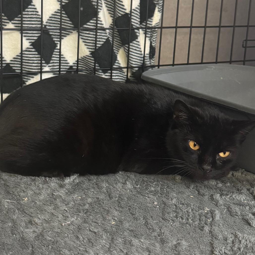 Bonita, ADOPTABLE, Adult • Female, American Bobtail.