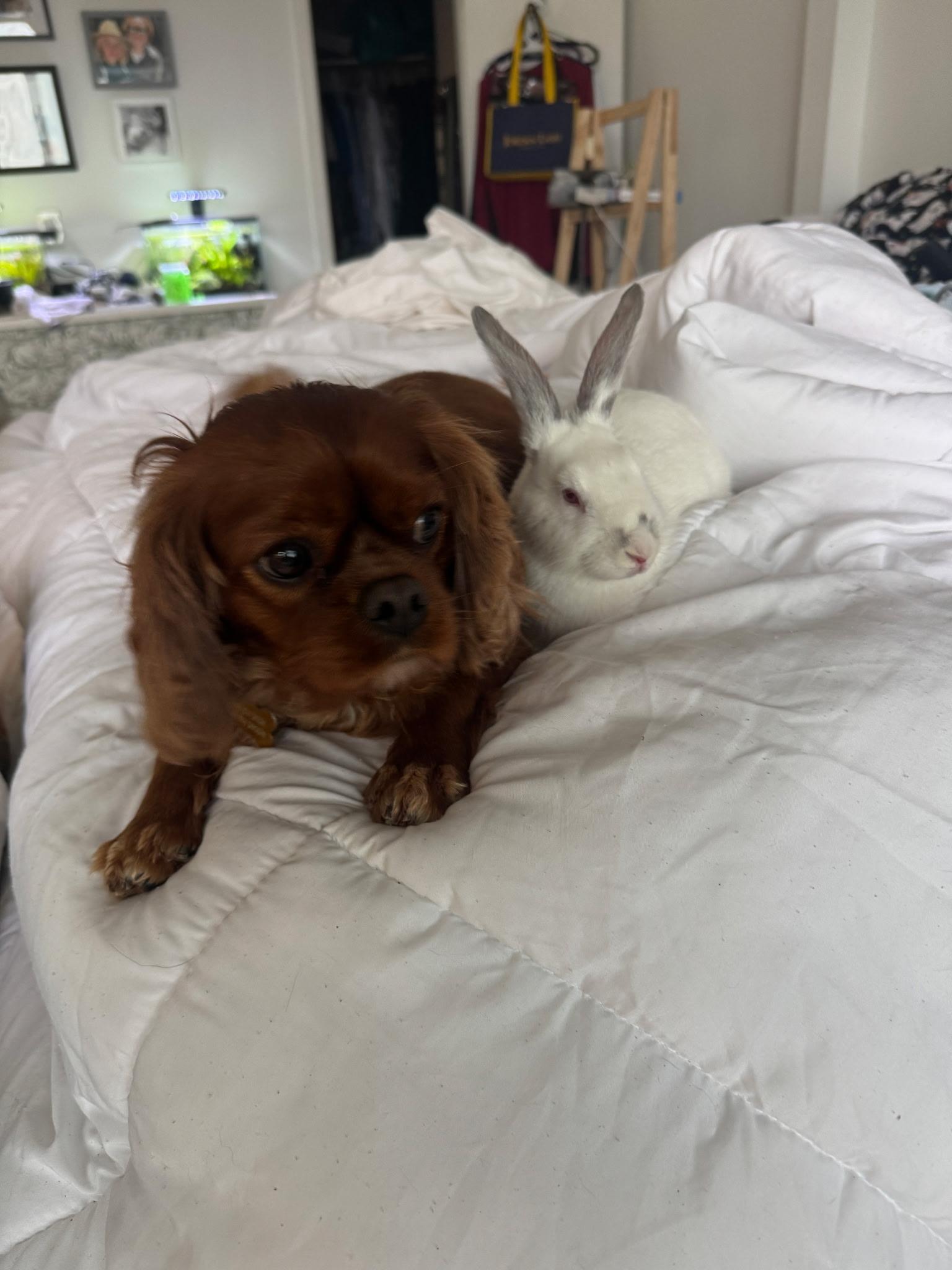 Enlarge Rhonda & Penelope, a ADOPTABLE Californian in Bishopville, SC image 4/5