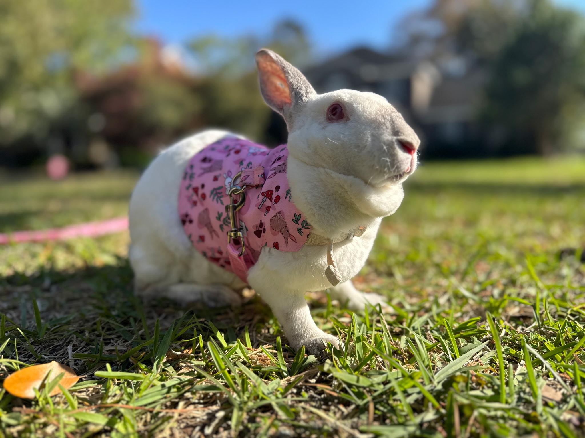 Enlarge Rhonda & Penelope, a ADOPTABLE Californian in Bishopville, SC image 5/5