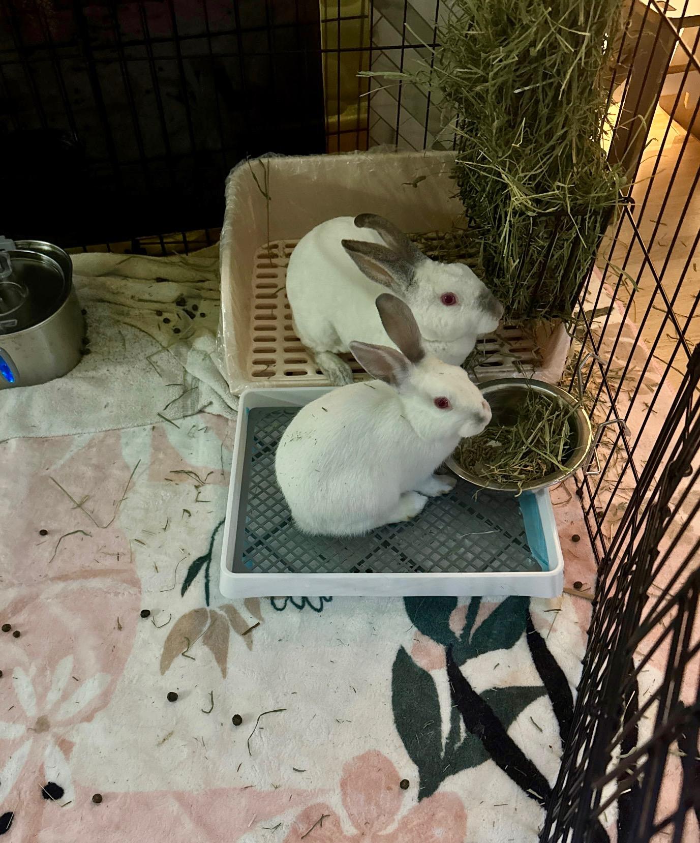 Enlarge Rhonda & Penelope, a ADOPTABLE Californian in Bishopville, SC image 2/5