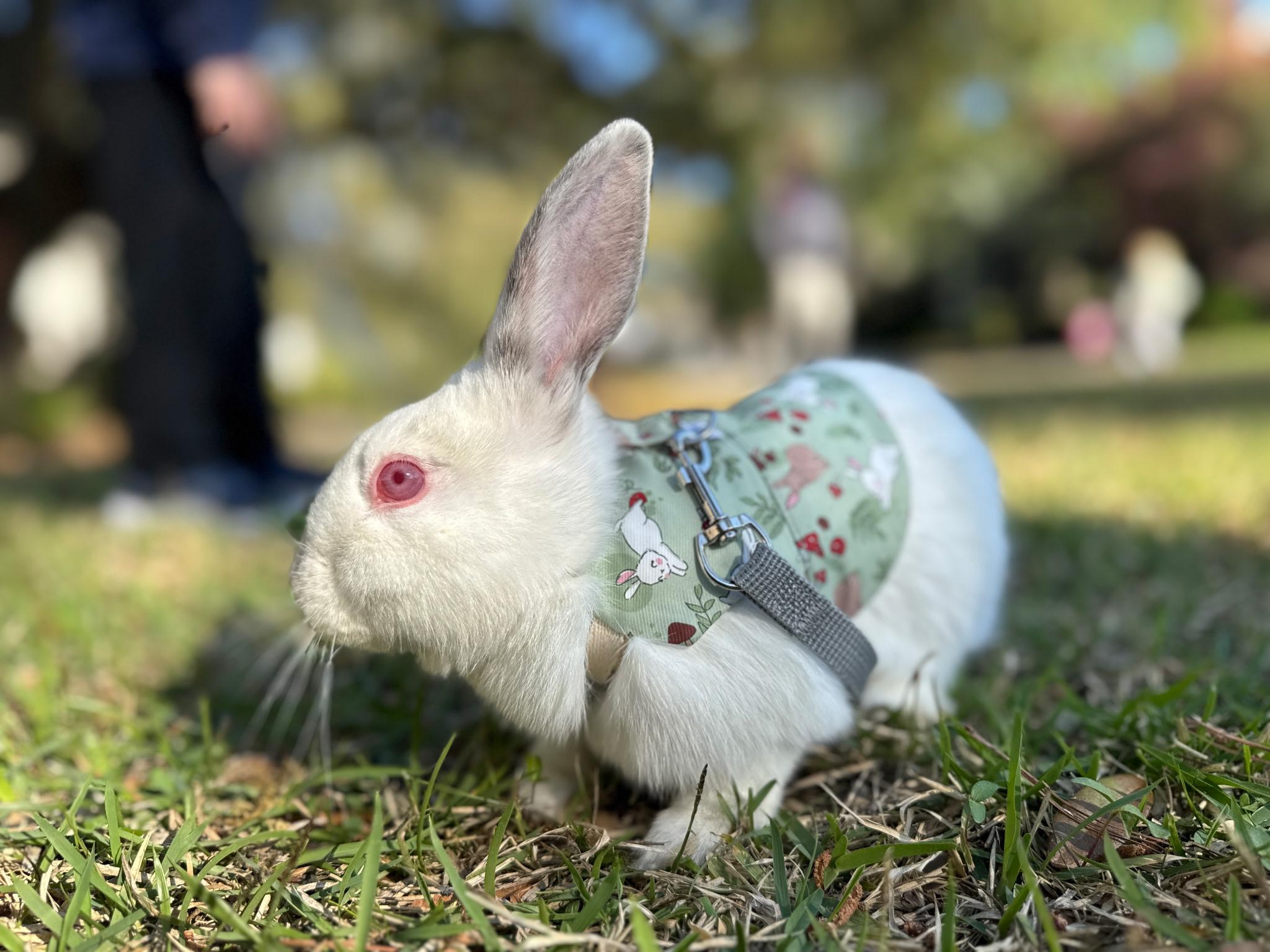 Rhonda & Penelope, ADOPTABLE, Young Female Californian.