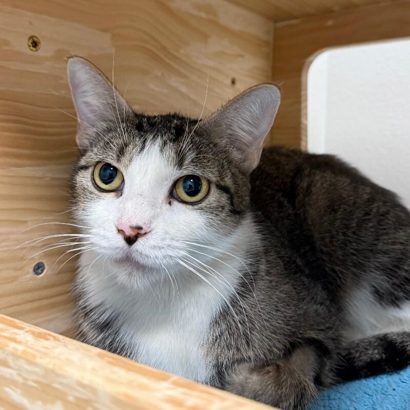 Leanne, Adoptable, Adult Female Domestic Short Hair.