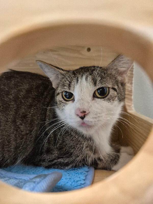 Enlarge Leanne, a Adoptable Domestic Short Hair in Fort Collins, CO image 3/6
