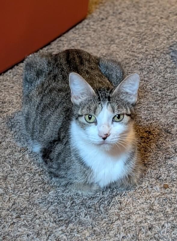 Enlarge Leanne, a Adoptable Domestic Short Hair in Fort Collins, CO image 4/6