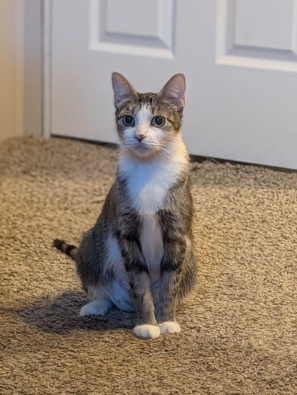 Enlarge Leanne, a Adoptable Domestic Short Hair in Fort Collins, CO image 5/6