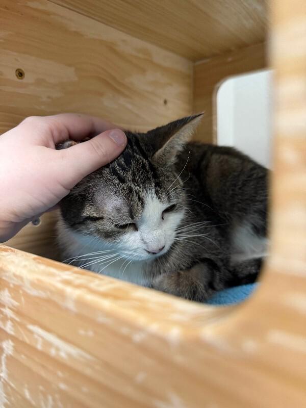 Enlarge Leanne, a Adoptable Domestic Short Hair in Fort Collins, CO image 6/6