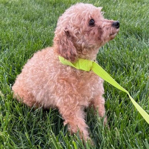 Enlarge Dot, a Adoptable Poodle in Cincinnati, OH image 1/4