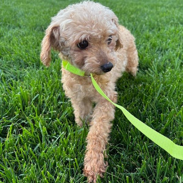 Enlarge Dot, a Adoptable Poodle in Cincinnati, OH image 2/4
