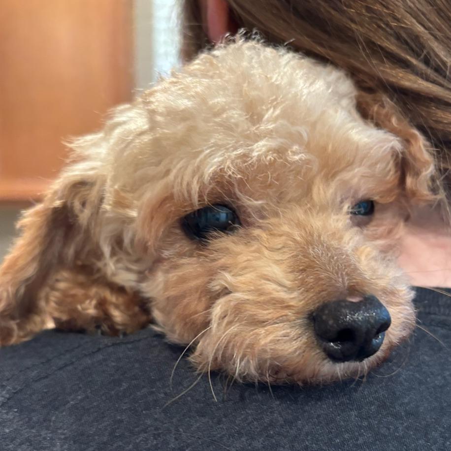 Enlarge Dot, a Adoptable Poodle in Cincinnati, OH image 3/4