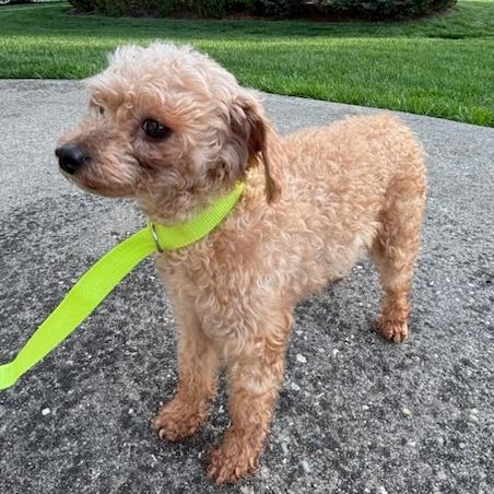 Enlarge Dot, a Adoptable Poodle in Cincinnati, OH image 4/4