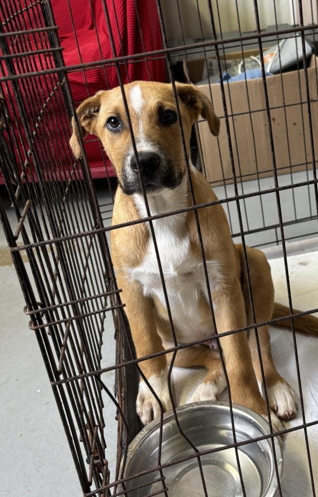 Ken, Adoptable, Puppy Male Black Mouth Cur.