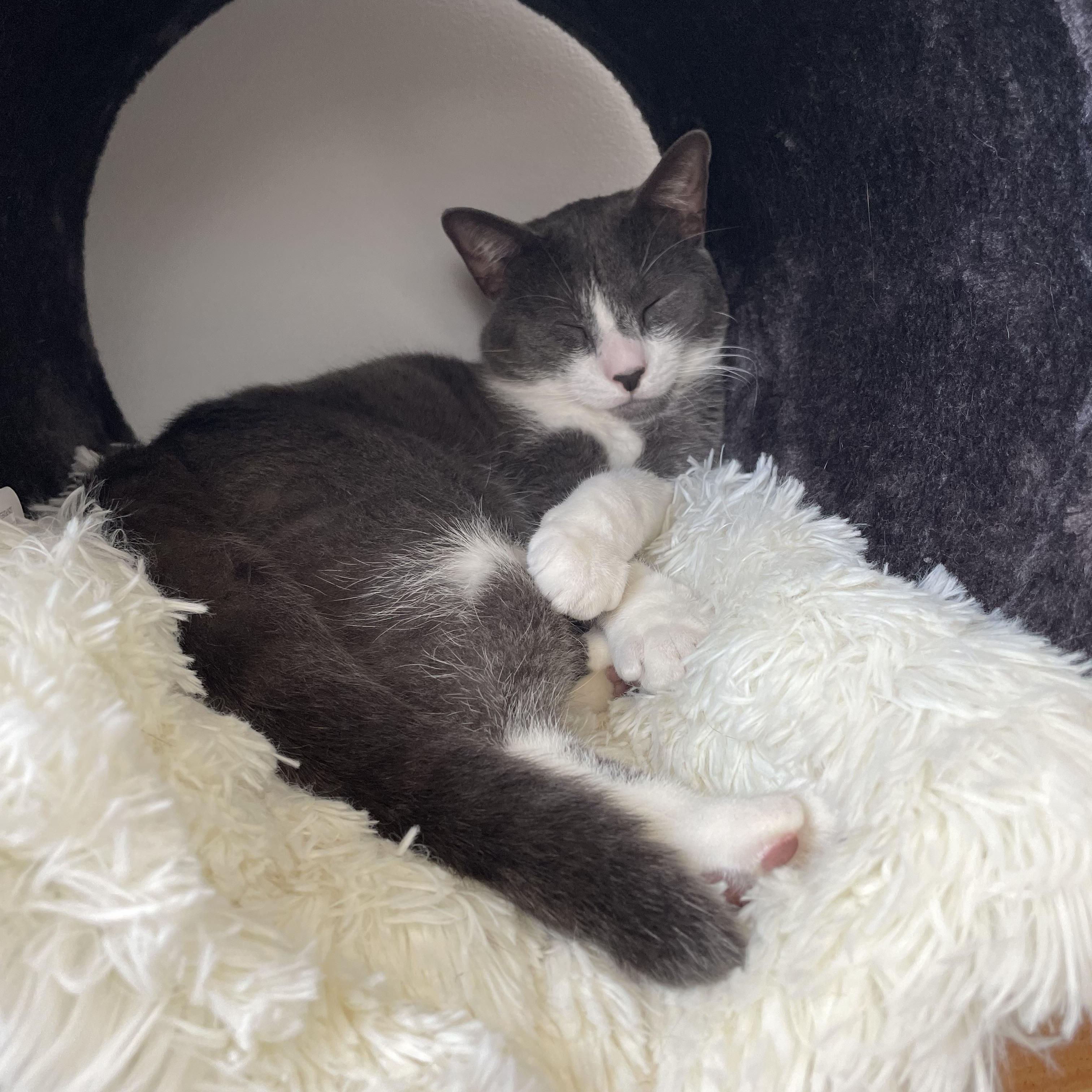 Enlarge Canvas, a Adoptable Domestic Short Hair in Brooklyn, NY image 3/6