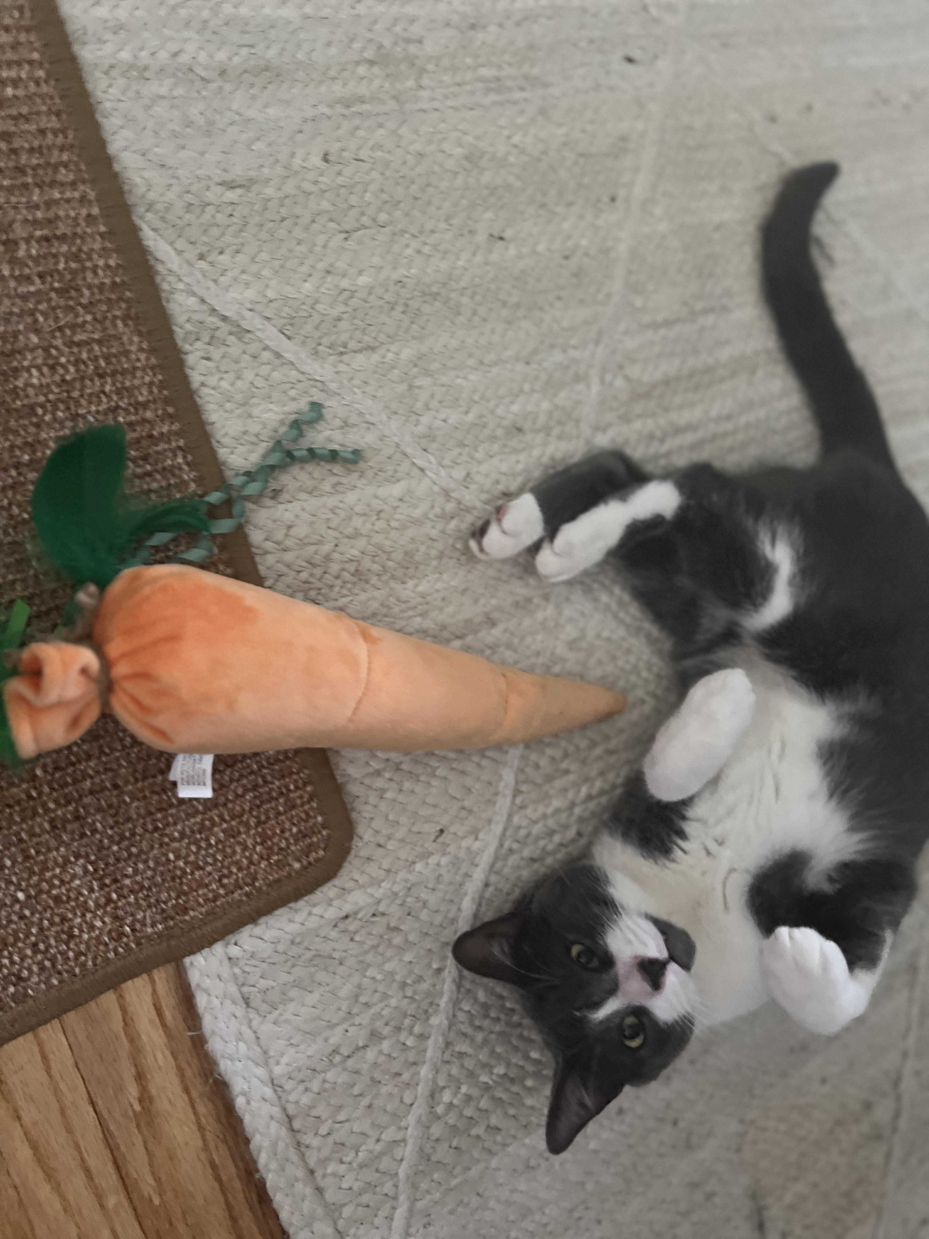 Enlarge Canvas, a Adoptable Domestic Short Hair in Brooklyn, NY image 4/6