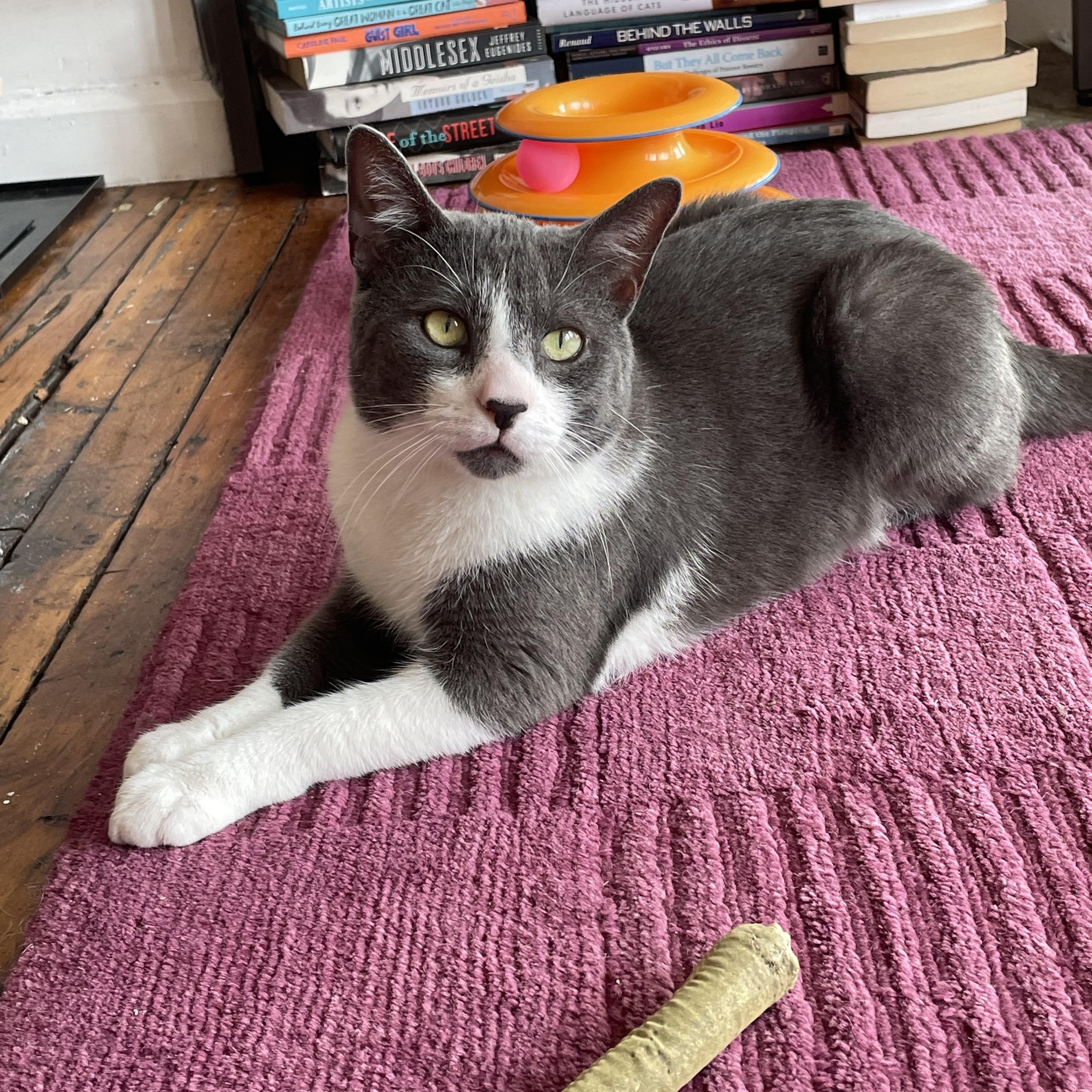 Enlarge Canvas, a Adoptable Domestic Short Hair in Brooklyn, NY image 2/6