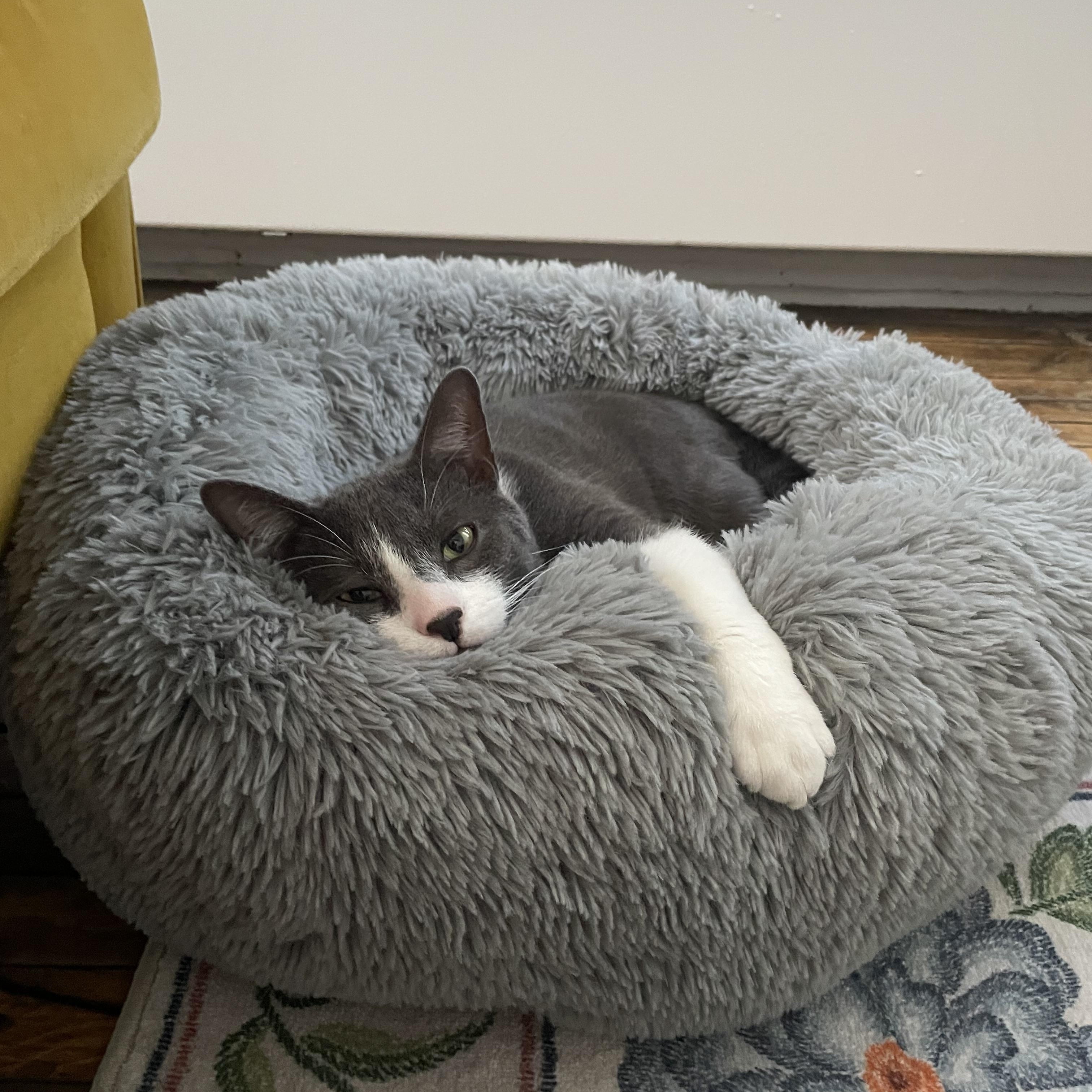 Enlarge Canvas, a Adoptable Domestic Short Hair in Brooklyn, NY image 5/6