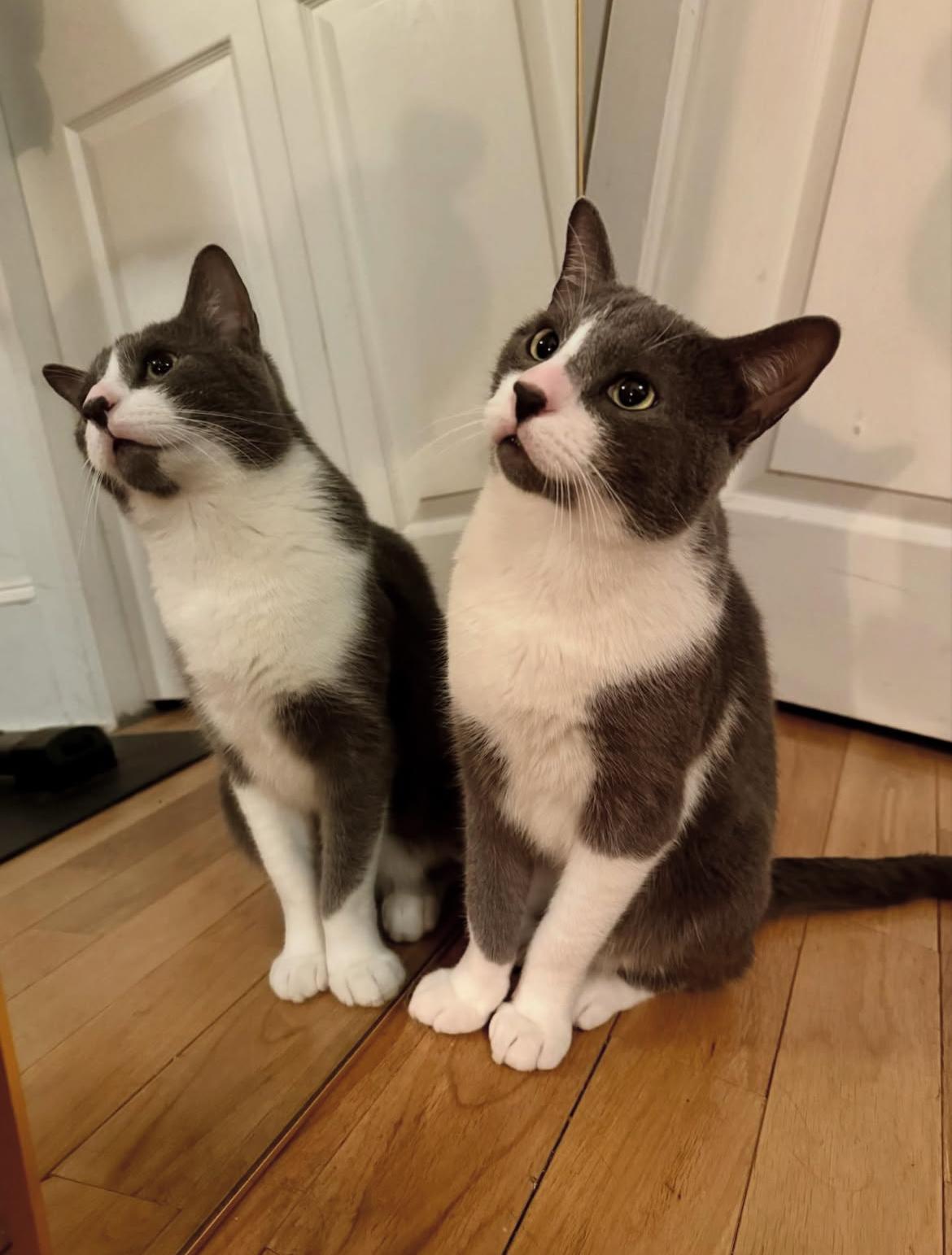 Canvas, Adoptable, Adult Male Domestic Short Hair.