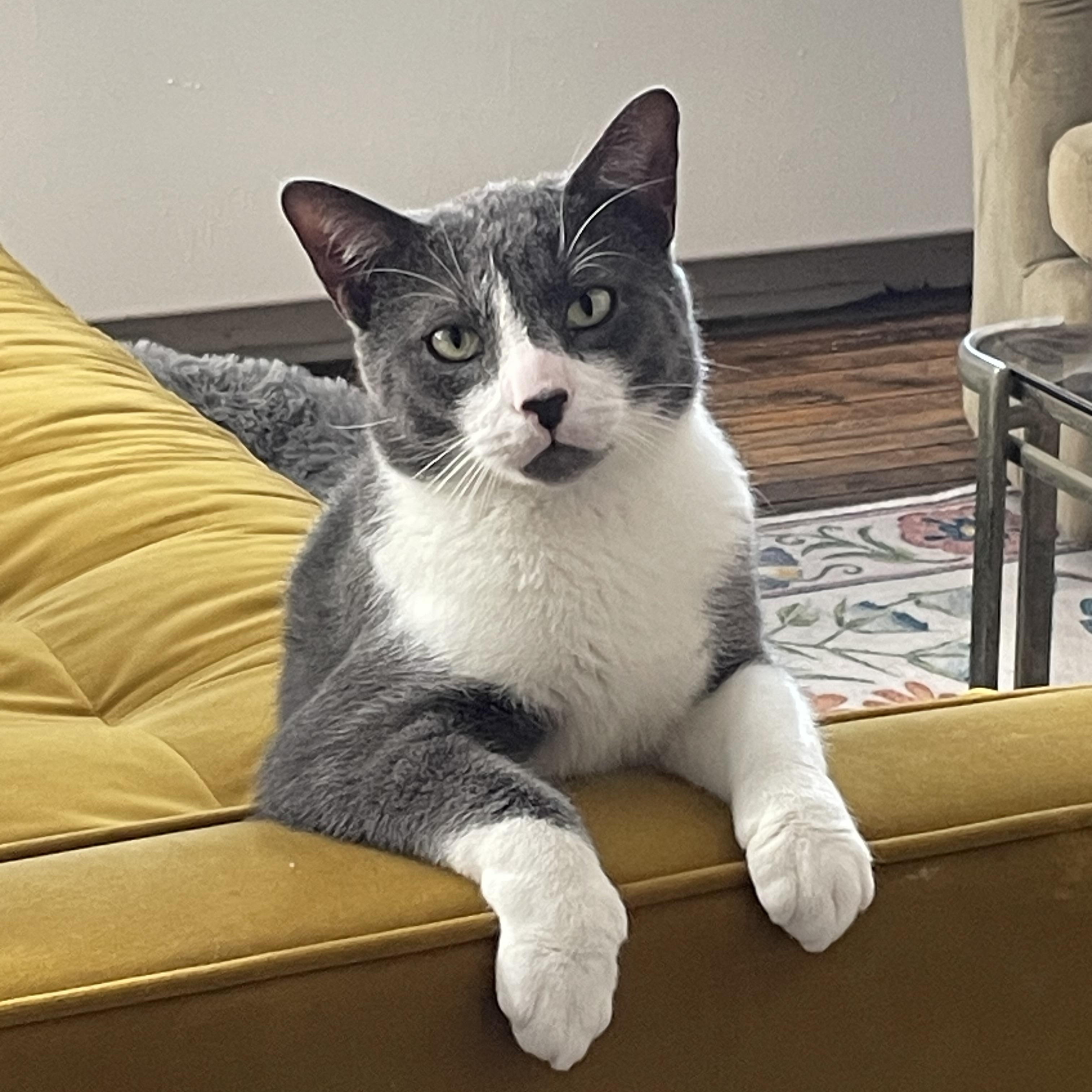 Enlarge Canvas, a Adoptable Domestic Short Hair in Brooklyn, NY image 6/6