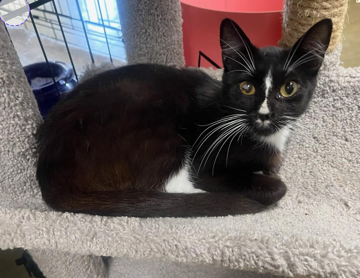 Gia — A Serene Soul Who Thrives on One-on-One Love, a Adoptable Tuxedo in Hillsboro, TX image 5/6