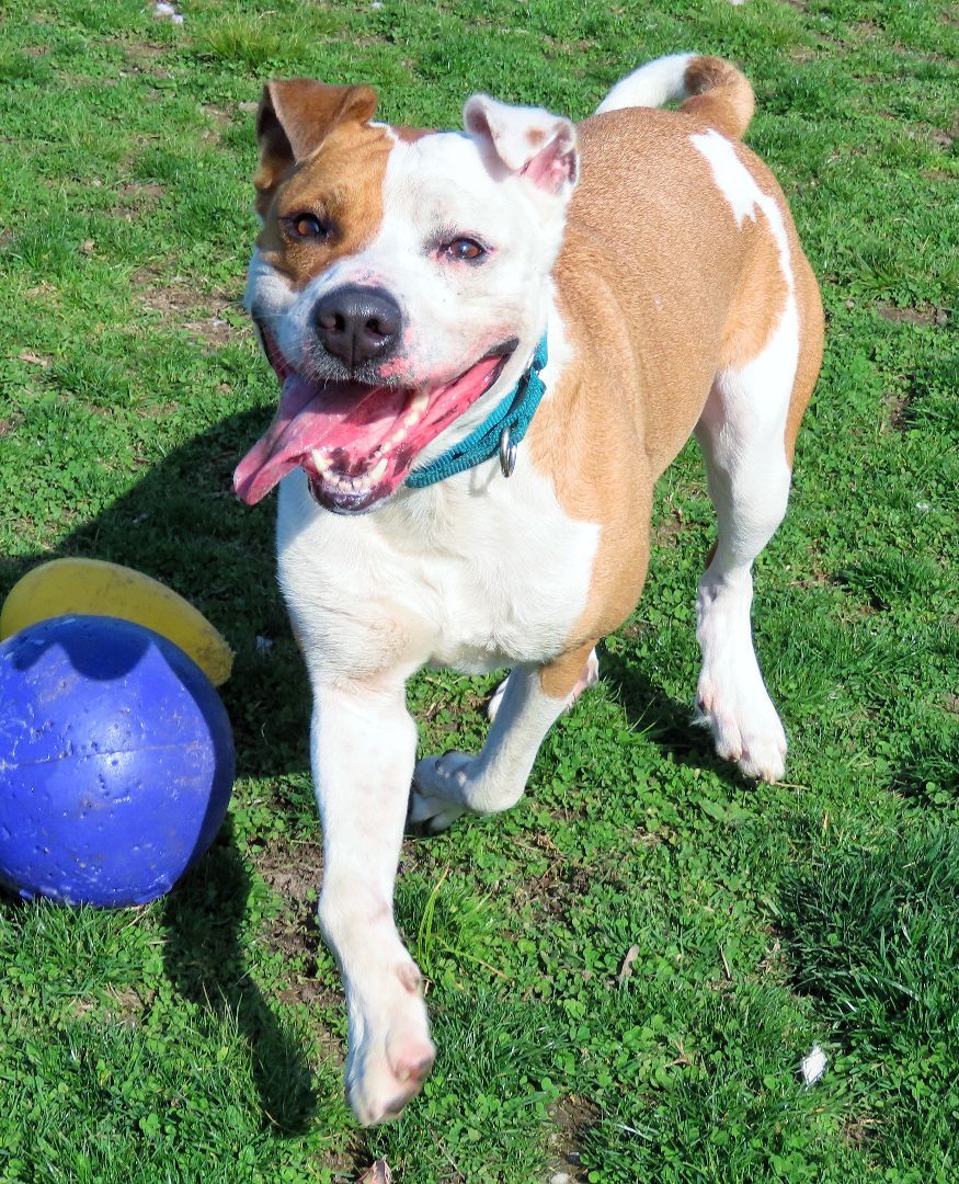 Enlarge 22-50 Kairo, a Adoptable Pit Bull Terrier in Amityville, NY image 12/12