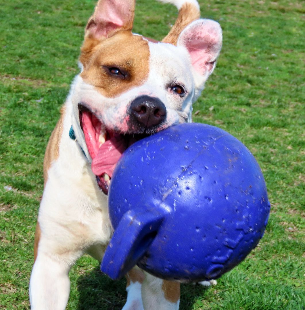 Enlarge 22-50 Kairo, a Adoptable Pit Bull Terrier in Amityville, NY image 8/12