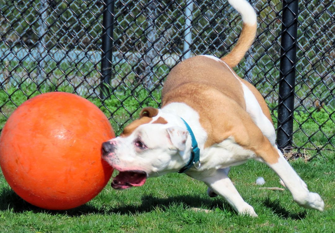 Enlarge 22-50 Kairo, a Adoptable Pit Bull Terrier in Amityville, NY image 10/12