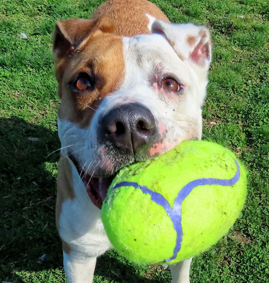Enlarge 22-50 Kairo, a Adoptable Pit Bull Terrier in Amityville, NY image 1/12