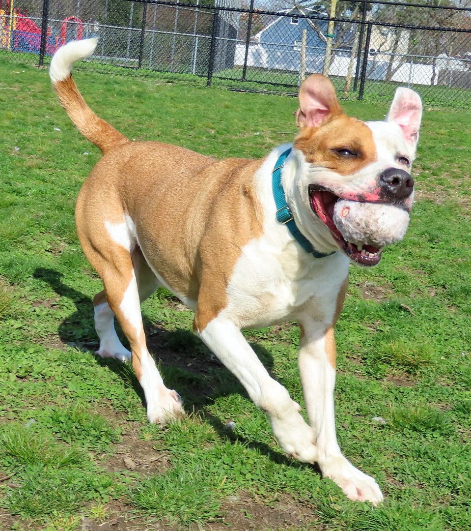 Enlarge 22-50 Kairo, a Adoptable Pit Bull Terrier in Amityville, NY image 11/12