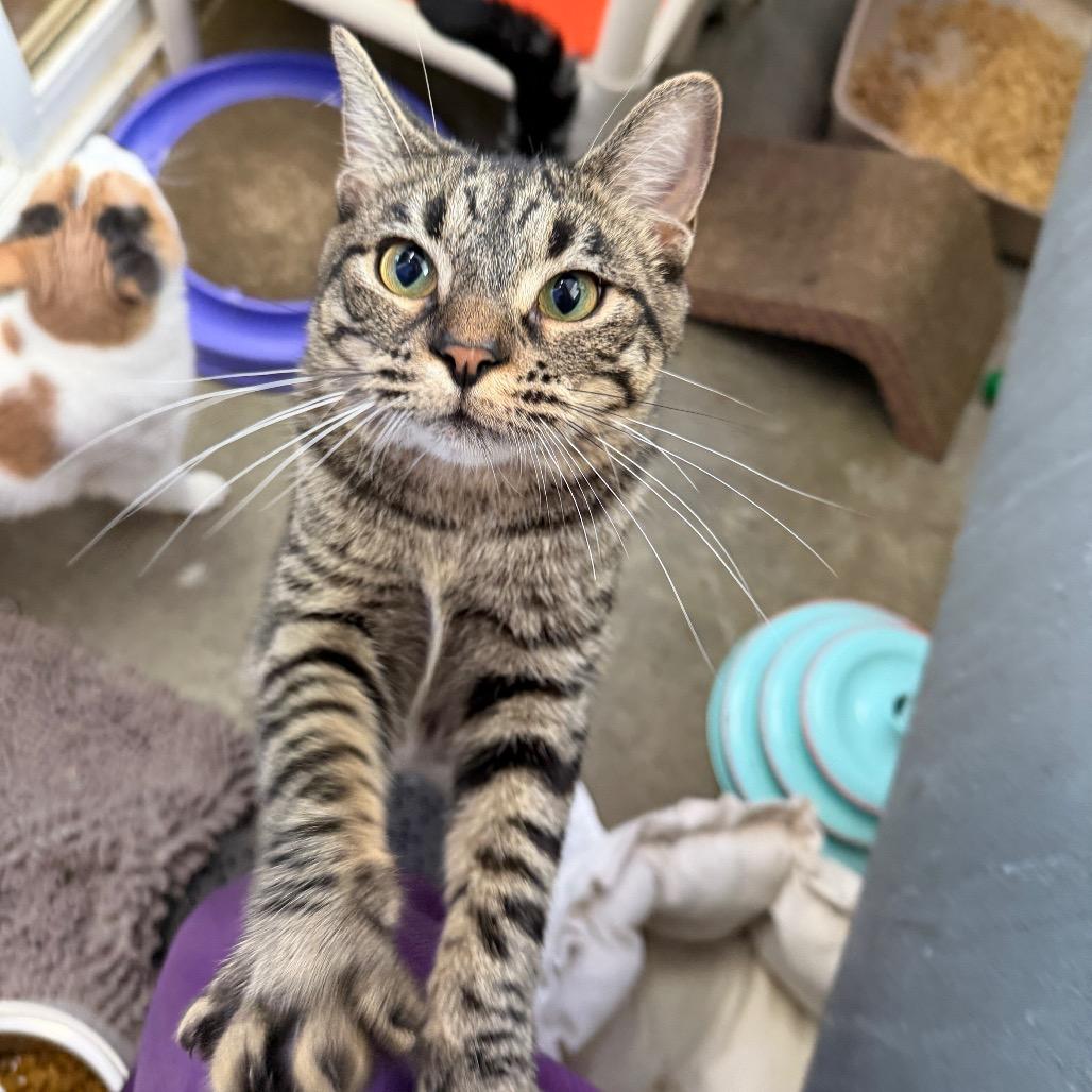 Enlarge Aston, a Adoptable Domestic Short Hair in Mankato, MN image 1/4