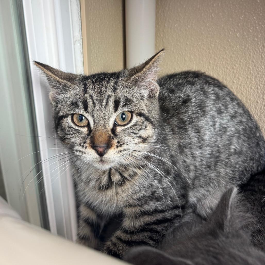 Aston, Adoptable, Young Male Domestic Short Hair.
