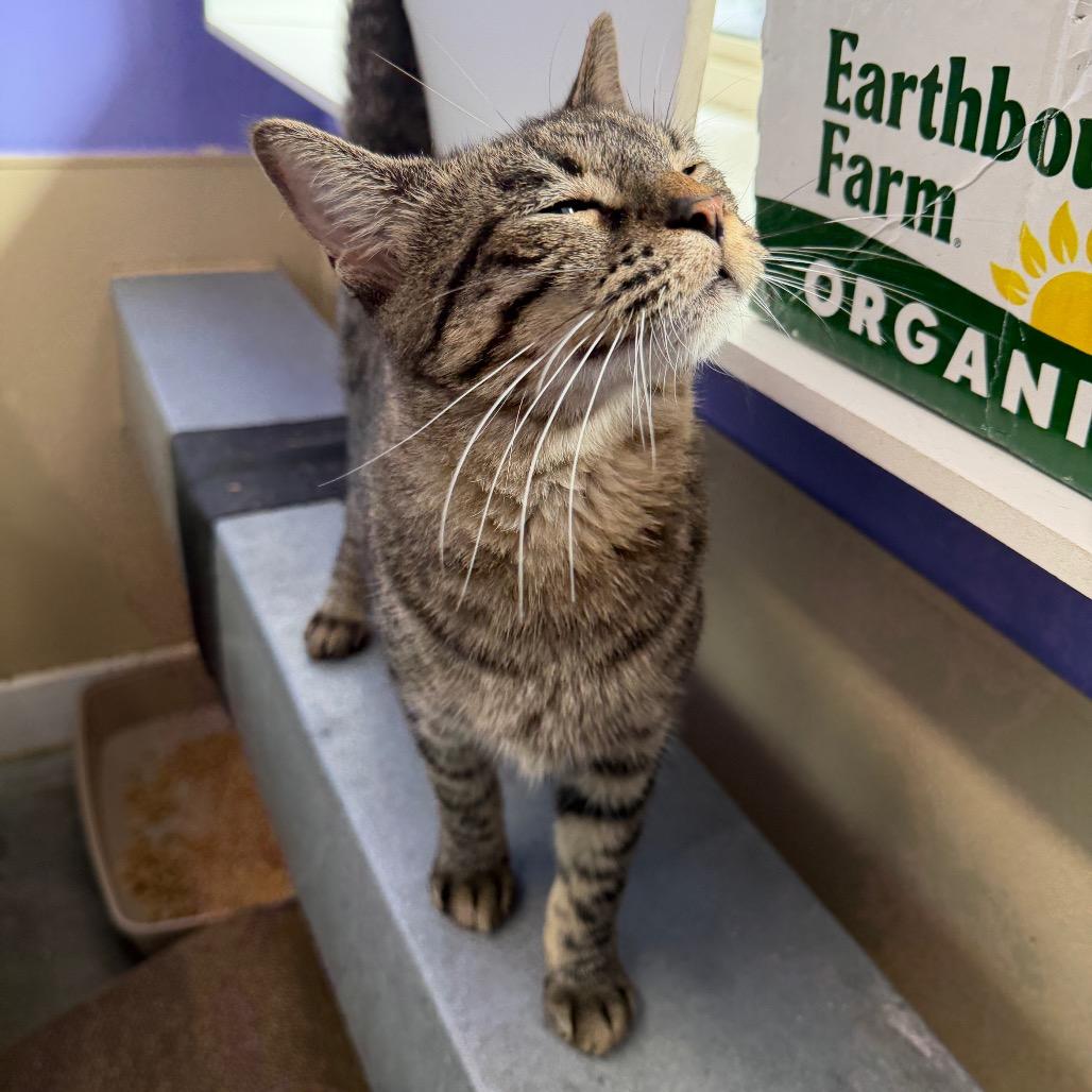 Enlarge Aston, a Adoptable Domestic Short Hair in Mankato, MN image 3/4