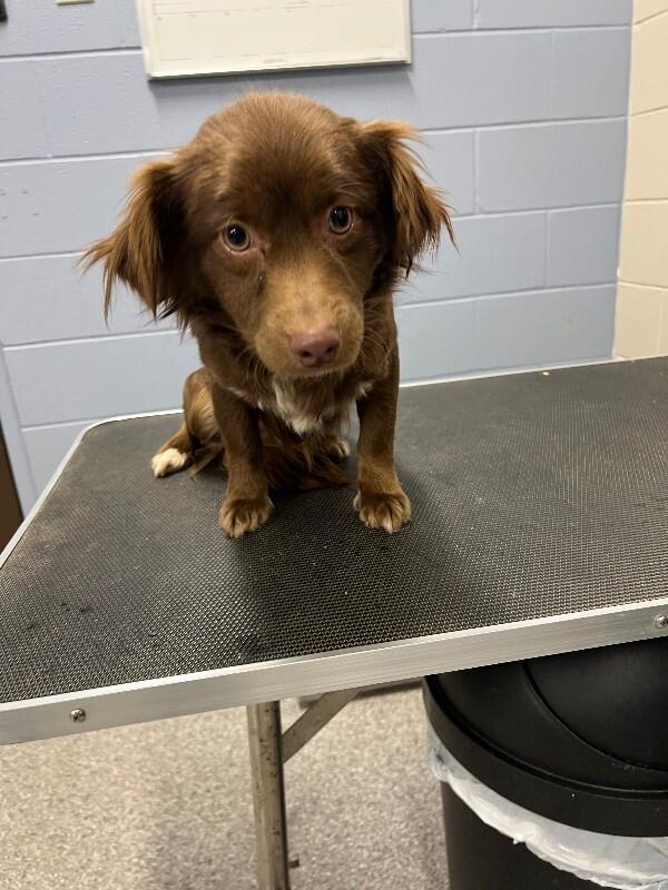 Dewey, Adoptable, Young Male Chihuahua & Mixed Breed.